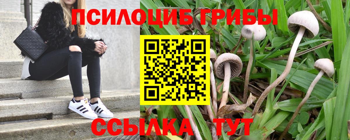 Псилоцибиновые грибы GOLDEN TEACHER Удомля